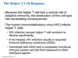 © 2016 Pearson Education, Inc.
The Helper T Cell Response
• Because the helper T cell has a central role in
adaptive immunity, the destruction of this cell type
has devastating consequences.
• The human immunodeficiency virus (HIV) infects
helper T cells.
• HIV infection causes helper T cell numbers to
decline significantly.
• If not treated, HIV infection results in acquired
immune deficiency syndrome (AIDS).
• Individuals with AIDS lack a completely functional
immune system and die from exposure to other
infectious agents.
 