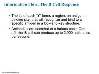 © 2016 Pearson Education, Inc.
Information Flow: The B Cell Response
• The tip of each “Y” forms a region, an antigen-
binding site, that will recognize and bind to a
specific antigen in a lock-and-key structure.
• Antibodies are secreted at a furious pace: One
effector B cell can produce up to 2,000 antibodies
per second.
 