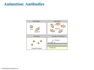© 2016 Pearson Education, Inc.
Animation: Antibodies
 