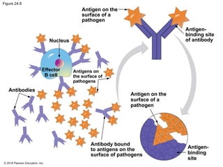 © 2016 Pearson Education, Inc.
Figure 24.8
Antigen on the
surface of a
pathogen
Nucleus
Effector
B cell
Antigens on
the surface of
pathogens
Antigen on the
surface of a
pathogen
Antibodies
Antibody bound
to antigens on the
surface of pathogens
Antigen-
binding site
of antibody
Antigen-
binding
site
 