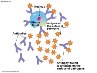 © 2016 Pearson Education, Inc.
Figure 24.8-1
Nucleus
Effector
B cell
Antigens on
the surface of
pathogens
Antibodies
Antibody bound
to antigens on the
surface of pathogens
 
