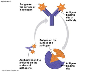© 2016 Pearson Education, Inc.
Figure 24.8-2
Antigen on
the surface of
a pathogen
Antigen-
binding
site of
antibody
Antigen on the
surface of a
pathogen
Antibody bound to
antigens on the
surface of
pathogens
Antigen-
binding
site
 