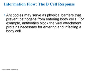 © 2016 Pearson Education, Inc.
Information Flow: The B Cell Response
• Antibodies may serve as physical barriers that
prevent pathogens from entering body cells. For
example, antibodies block the viral attachment
proteins necessary for entering and infecting a
body cell.
 