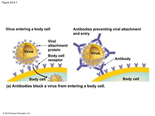 © 2016 Pearson Education, Inc.
Figure 24.9-1
Virus entering a body cell Antibodies preventing viral attachment
and entry
Viral
attachment
protein
Body cell
receptor
Virus Virus
Body cell
Antibody
Body cell
(a) Antibodies block a virus from entering a body cell.
 