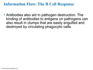 © 2016 Pearson Education, Inc.
Information Flow: The B Cell Response
• Antibodies also aid in pathogen destruction. The
binding of antibodies to antigens on pathogens can
also result in clumps that are easily engulfed and
destroyed by circulating phagocytic cells.
 