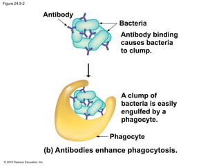 © 2016 Pearson Education, Inc.
Figure 24.9-2
Antibody
Bacteria
Antibody binding
causes bacteria
to clump.
A clump of
bacteria is easily
engulfed by a
phagocyte.
Phagocyte
(b) Antibodies enhance phagocytosis.
 