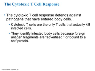 © 2016 Pearson Education, Inc.
The Cytotoxic T Cell Response
• The cytotoxic T cell response defends against
pathogens that have entered body cells.
• Cytotoxic T cells are the only T cells that actually kill
infected cells.
• They identify infected body cells because foreign
antigen fragments are “advertised,” or bound to a
self protein.
 