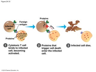 © 2016 Pearson Education, Inc.
Figure 24.10
Proteins
Foreign
antigen
Proteins
Activated
cytotoxic
T cell
Cytotoxic T cell
binds to infected
cell, becoming
activated.
Proteins that
trigger cell death
enter the infected
cell.
Infected cell dies.
1 2 3
Infected
cell
 