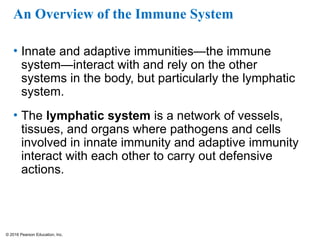 © 2016 Pearson Education, Inc.
An Overview of the Immune System
• Innate and adaptive immunities—the immune
system—interact with and rely on the other
systems in the body, but particularly the lymphatic
system.
• The lymphatic system is a network of vessels,
tissues, and organs where pathogens and cells
involved in innate immunity and adaptive immunity
interact with each other to carry out defensive
actions.
 