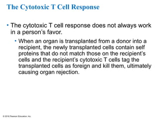 © 2016 Pearson Education, Inc.
The Cytotoxic T Cell Response
• The cytotoxic T cell response does not always work
in a person’s favor.
• When an organ is transplanted from a donor into a
recipient, the newly transplanted cells contain self
proteins that do not match those on the recipient’s
cells and the recipient’s cytotoxic T cells tag the
transplanted cells as foreign and kill them, ultimately
causing organ rejection.
 