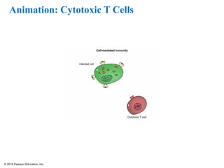 © 2016 Pearson Education, Inc.
Animation: Cytotoxic T Cells
 