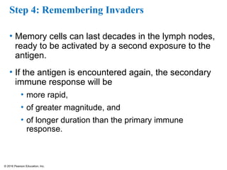 © 2016 Pearson Education, Inc.
Step 4: Remembering Invaders
• Memory cells can last decades in the lymph nodes,
ready to be activated by a second exposure to the
antigen.
• If the antigen is encountered again, the secondary
immune response will be
• more rapid,
• of greater magnitude, and
• of longer duration than the primary immune
response.
 