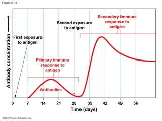 © 2016 Pearson Education, Inc.
Figure 24.11
Second exposure
to antigen
Secondary immune
response to
antigen
First exposure
to antigen
Primary immune
response to
antigen
Antibodies
Antibody
concentration
0 7 14 21 28 35 42 49 56
Time (days)
 