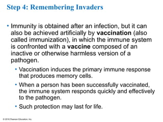 © 2016 Pearson Education, Inc.
Step 4: Remembering Invaders
• Immunity is obtained after an infection, but it can
also be achieved artificially by vaccination (also
called immunization), in which the immune system
is confronted with a vaccine composed of an
inactive or otherwise harmless version of a
pathogen.
• Vaccination induces the primary immune response
that produces memory cells.
• When a person has been successfully vaccinated,
the immune system responds quickly and effectively
to the pathogen.
• Such protection may last for life.
 