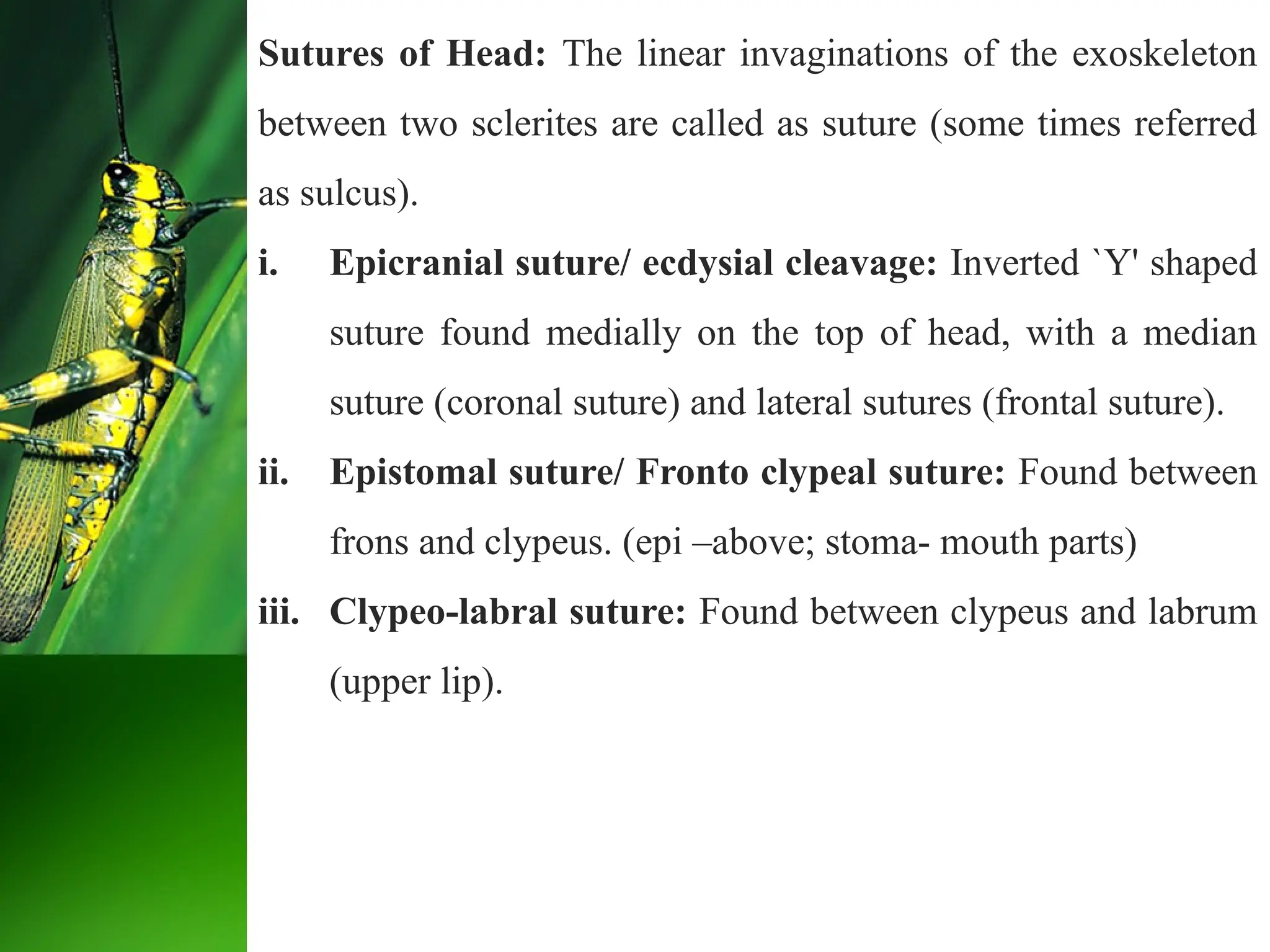 Sutures of Head: The linear invaginations of the exoskeleton
between two sclerites are called as suture (some times referred
as sulcus).
i. Epicranial suture/ ecdysial cleavage: Inverted `Y' shaped
suture found medially on the top of head, with a median
suture (coronal suture) and lateral sutures (frontal suture).
ii. Epistomal suture/ Fronto clypeal suture: Found between
frons and clypeus. (epi –above; stoma- mouth parts)
iii. Clypeo-labral suture: Found between clypeus and labrum
(upper lip).
 