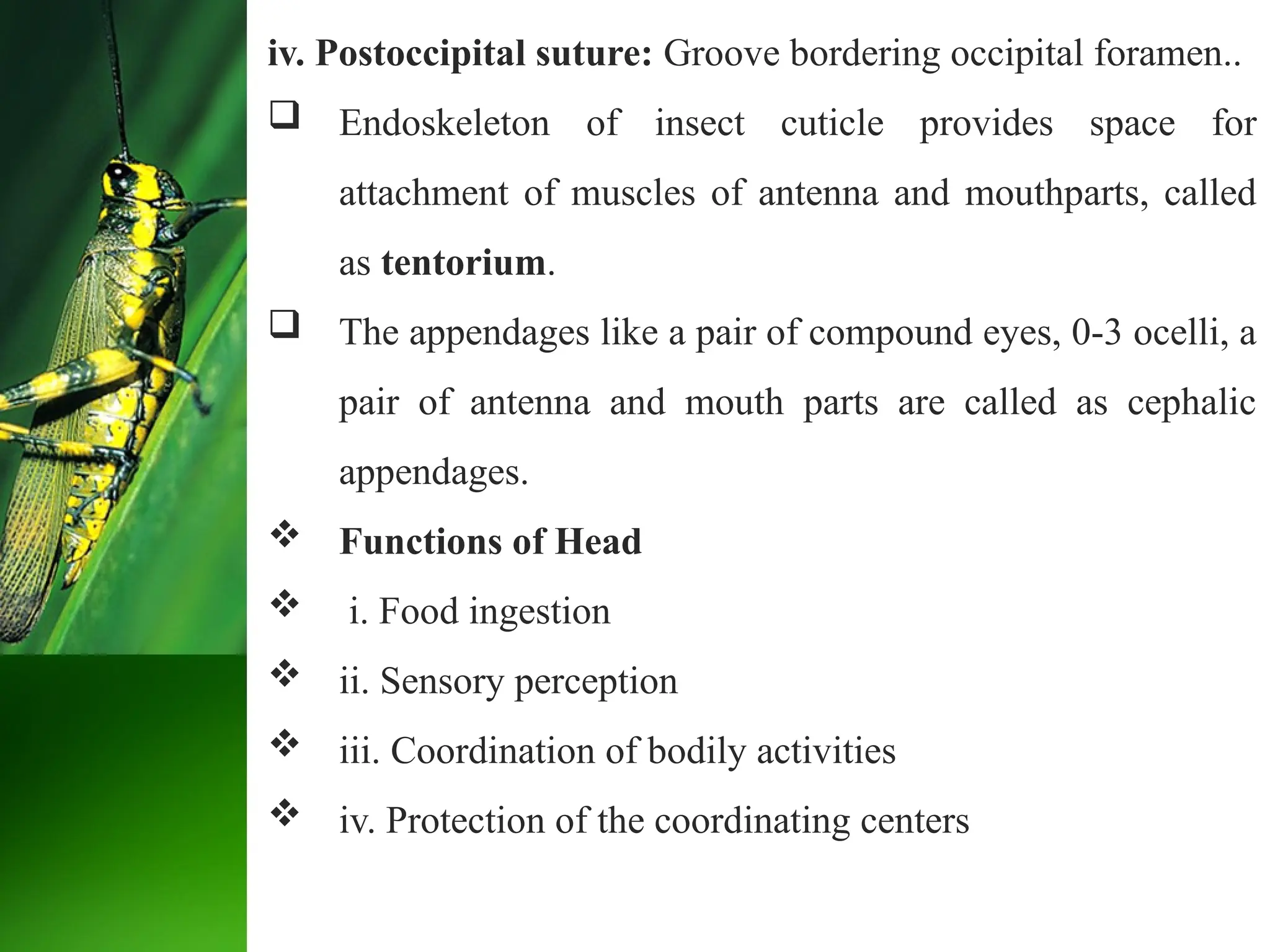 iv. Postoccipital suture: Groove bordering occipital foramen..
 Endoskeleton of insect cuticle provides space for
attachment of muscles of antenna and mouthparts, called
as tentorium.
 The appendages like a pair of compound eyes, 0-3 ocelli, a
pair of antenna and mouth parts are called as cephalic
appendages.
 Functions of Head
 i. Food ingestion
 ii. Sensory perception
 iii. Coordination of bodily activities
 iv. Protection of the coordinating centers
 