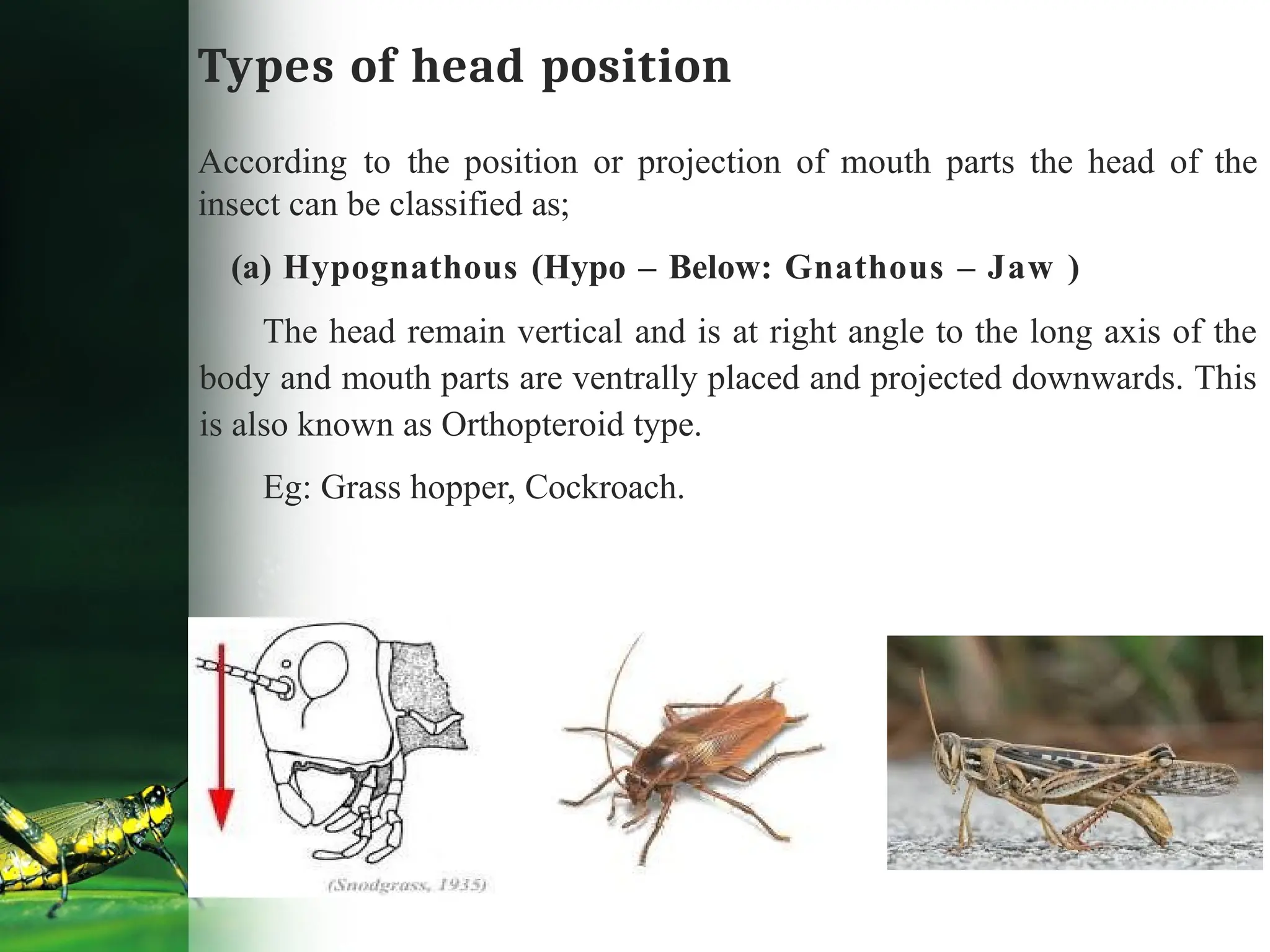 Types of head position
According to the position or projection of mouth parts the head of the
insect can be classified as;
(a) Hypognathous (Hypo – Below: Gnathous – Jaw )
The head remain vertical and is at right angle to the long axis of the
body and mouth parts are ventrally placed and projected downwards. This
is also known as Orthopteroid type.
Eg: Grass hopper, Cockroach.
 