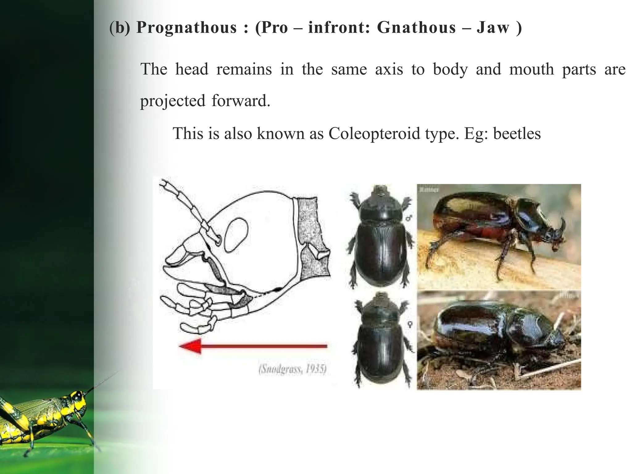 (b) Prognathous : (Pro – infront: Gnathous – Jaw )
The head remains in the same axis to body and mouth parts are
projected forward.
This is also known as Coleopteroid type. Eg: beetles
 
