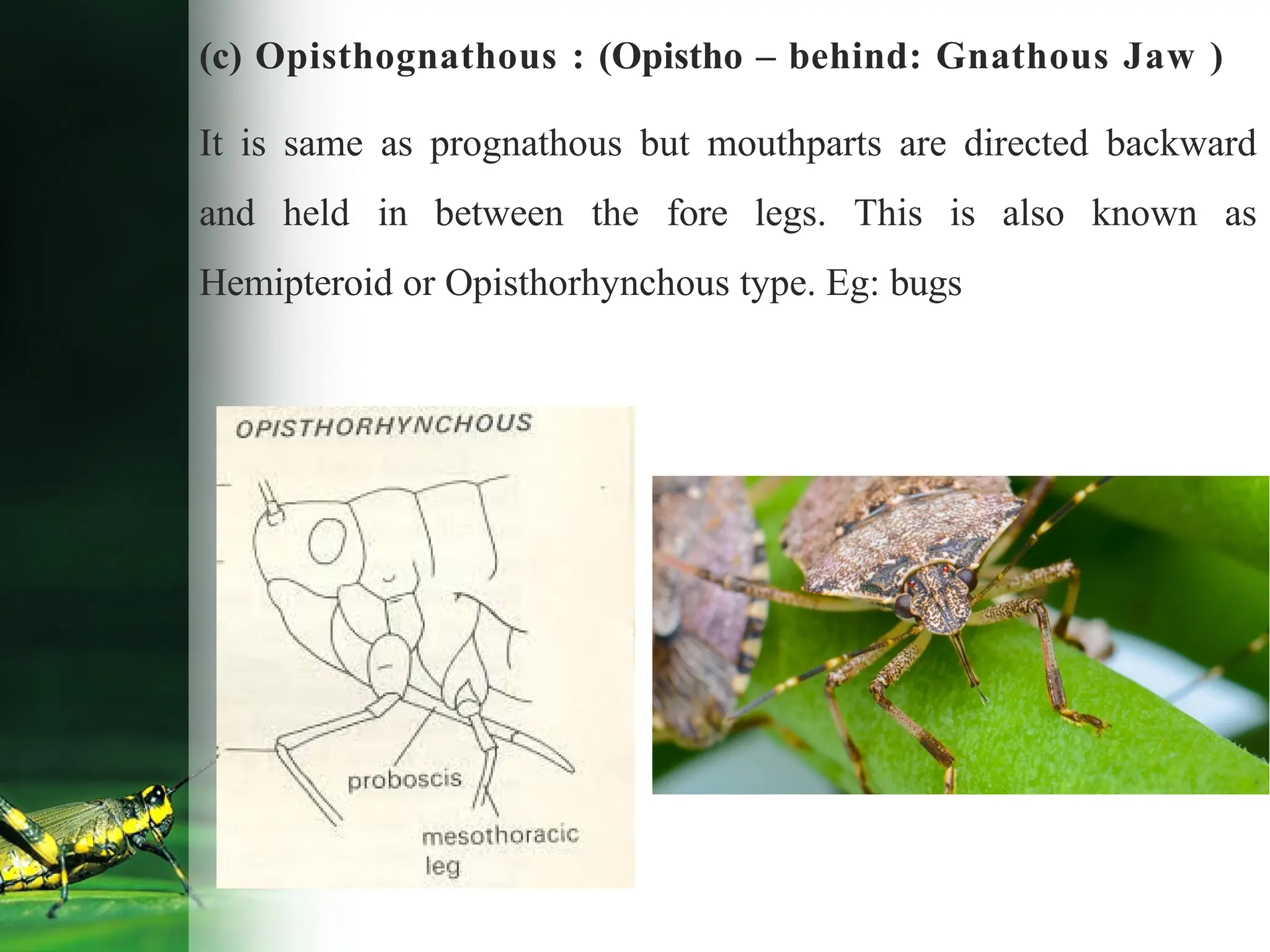 (c) Opisthognathous : (Opistho – behind: Gnathous Jaw )
It is same as prognathous but mouthparts are directed backward
and held in between the fore legs. This is also known as
Hemipteroid or Opisthorhynchous type. Eg: bugs
 