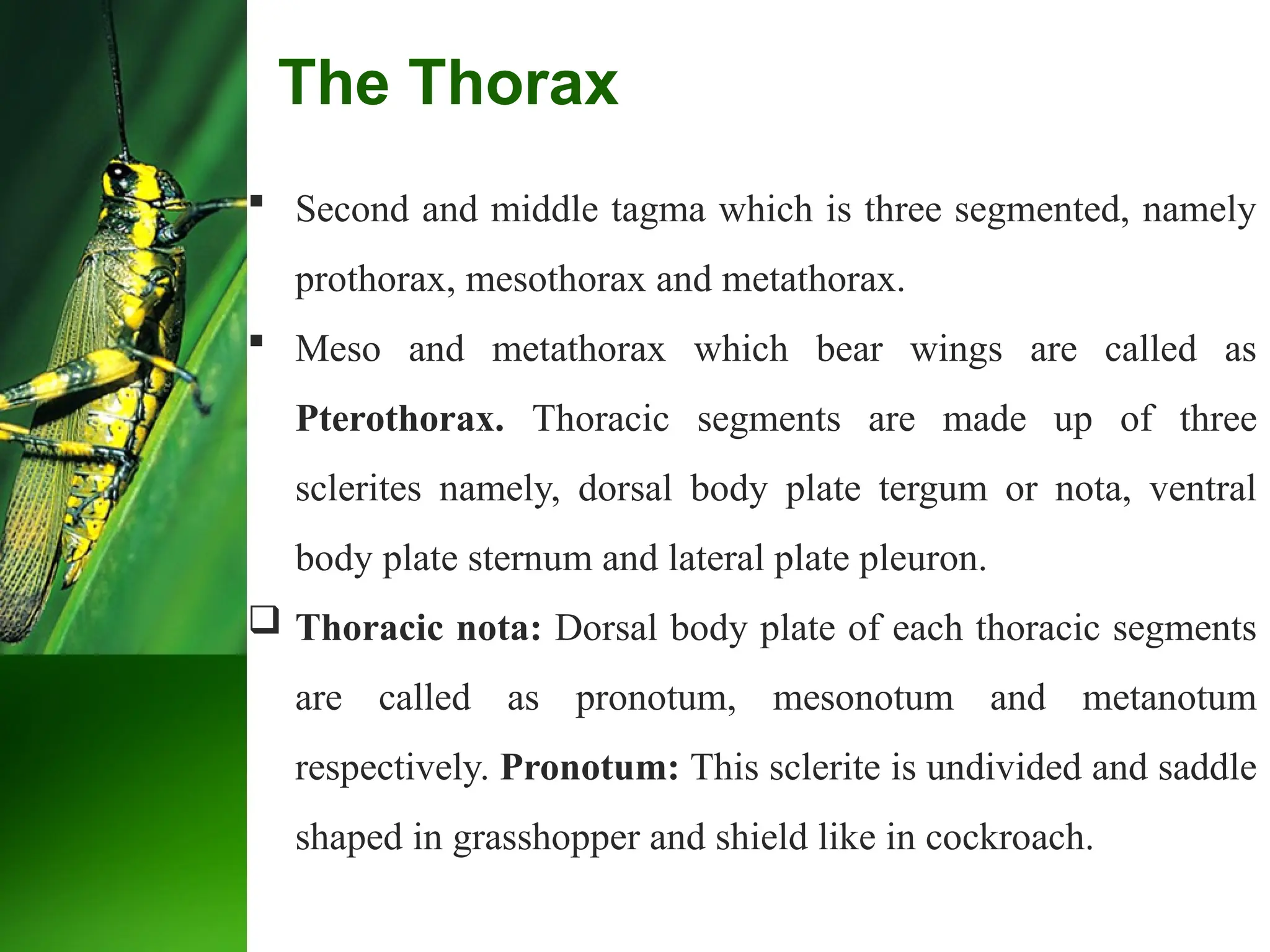  Second and middle tagma which is three segmented, namely
prothorax, mesothorax and metathorax.
 Meso and metathorax which bear wings are called as
Pterothorax. Thoracic segments are made up of three
sclerites namely, dorsal body plate tergum or nota, ventral
body plate sternum and lateral plate pleuron.
 Thoracic nota: Dorsal body plate of each thoracic segments
are called as pronotum, mesonotum and metanotum
respectively. Pronotum: This sclerite is undivided and saddle
shaped in grasshopper and shield like in cockroach.
The Thorax
 