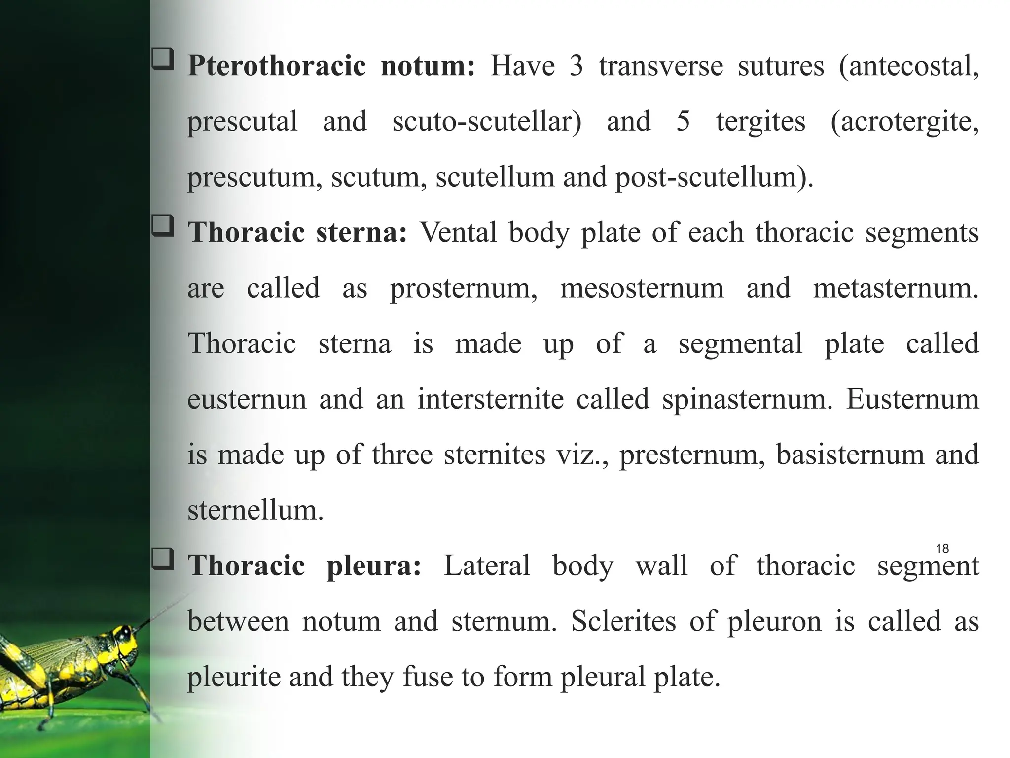18
 Pterothoracic notum: Have 3 transverse sutures (antecostal,
prescutal and scuto-scutellar) and 5 tergites (acrotergite,
prescutum, scutum, scutellum and post-scutellum).
 Thoracic sterna: Vental body plate of each thoracic segments
are called as prosternum, mesosternum and metasternum.
Thoracic sterna is made up of a segmental plate called
eusternun and an intersternite called spinasternum. Eusternum
is made up of three sternites viz., presternum, basisternum and
sternellum.
 Thoracic pleura: Lateral body wall of thoracic segment
between notum and sternum. Sclerites of pleuron is called as
pleurite and they fuse to form pleural plate.
 