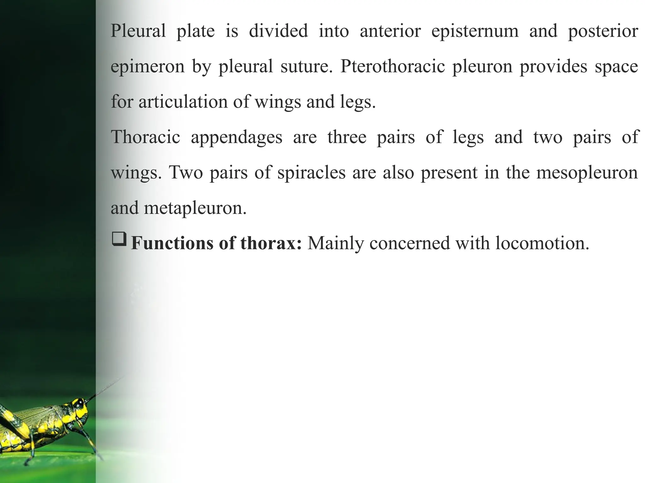Pleural plate is divided into anterior episternum and posterior
epimeron by pleural suture. Pterothoracic pleuron provides space
for articulation of wings and legs.
Thoracic appendages are three pairs of legs and two pairs of
wings. Two pairs of spiracles are also present in the mesopleuron
and metapleuron.
Functions of thorax: Mainly concerned with locomotion.
 