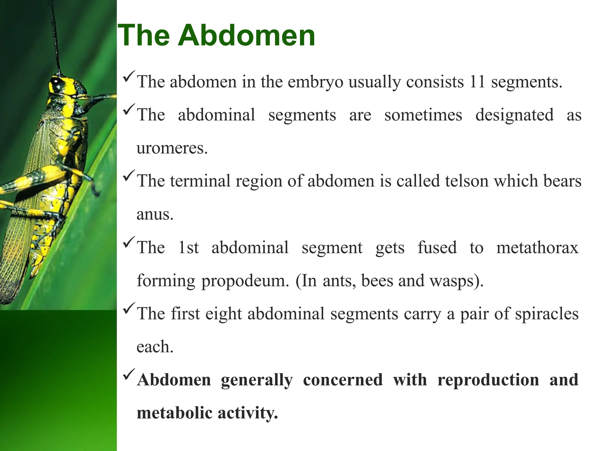 The Abdomen
The abdomen in the embryo usually consists 11 segments.
The abdominal segments are sometimes designated as
uromeres.
The terminal region of abdomen is called telson which bears
anus.
The 1st abdominal segment gets fused to metathorax
forming propodeum. (In ants, bees and wasps).
The first eight abdominal segments carry a pair of spiracles
each.
Abdomen generally concerned with reproduction and
metabolic activity.
 