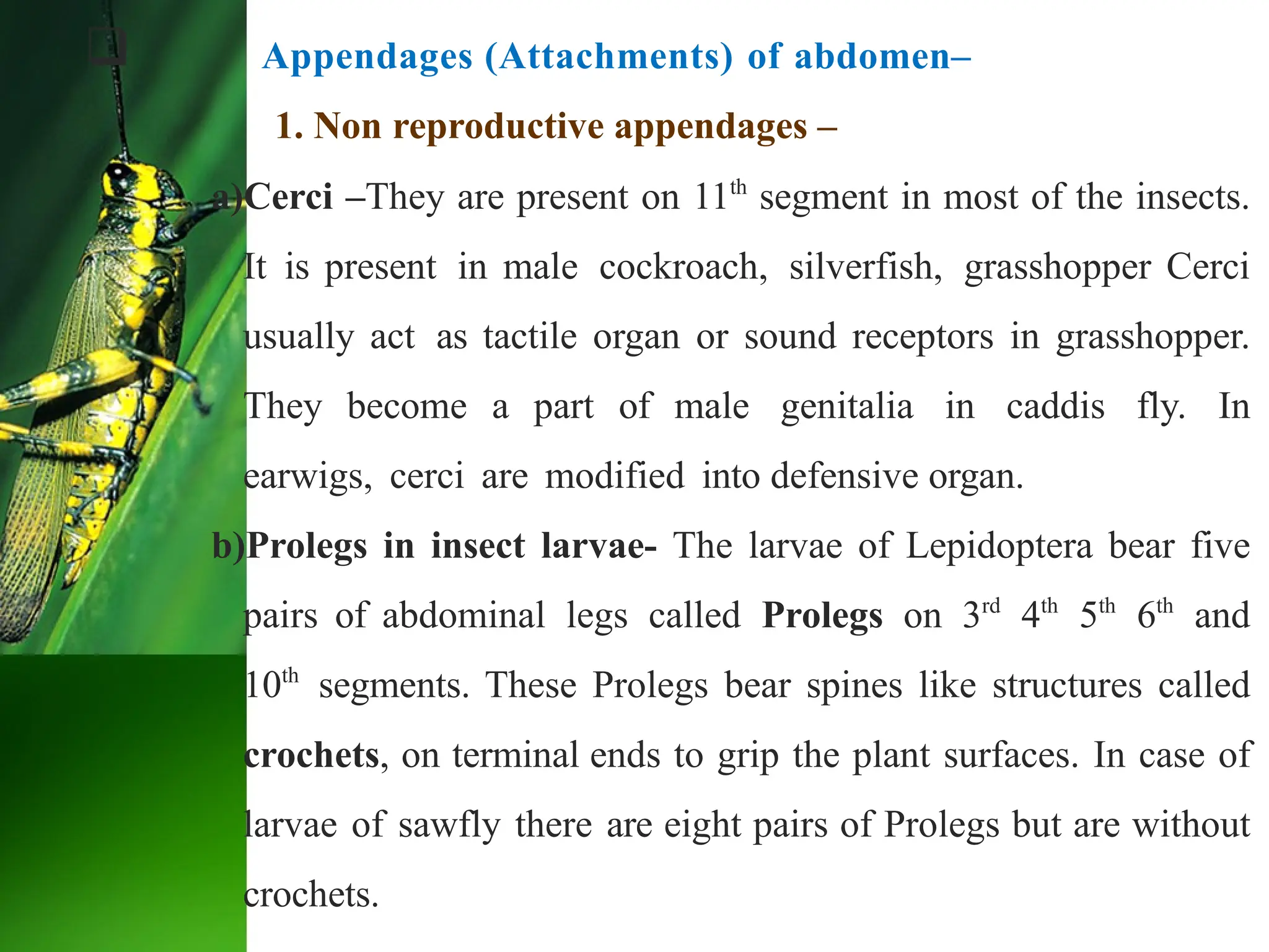  Appendages (Attachments) of abdomen–
1. Non reproductive appendages –
a)Cerci –They are present on 11th
segment in most of the insects.
It is present in male cockroach, silverfish, grasshopper Cerci
usually act as tactile organ or sound receptors in grasshopper.
They become a part of male genitalia in caddis fly. In
earwigs, cerci are modified into defensive organ.
b)Prolegs in insect larvae- The larvae of Lepidoptera bear five
pairs of abdominal legs called Prolegs on 3rd
4th
5th
6th
and
10th
segments. These Prolegs bear spines like structures called
crochets, on terminal ends to grip the plant surfaces. In case of
larvae of sawfly there are eight pairs of Prolegs but are without
crochets.
 