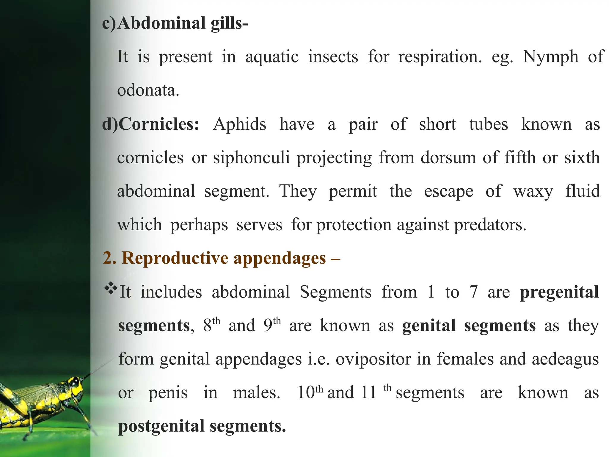 c)Abdominal gills-
It is present in aquatic insects for respiration. eg. Nymph of
odonata.
d)Cornicles: Aphids have a pair of short tubes known as
cornicles or siphonculi projecting from dorsum of fifth or sixth
abdominal segment. They permit the escape of waxy fluid
which perhaps serves for protection against predators.
2. Reproductive appendages –
It includes abdominal Segments from 1 to 7 are pregenital
segments, 8th
and 9th
are known as genital segments as they
form genital appendages i.e. ovipositor in females and aedeagus
or penis in males. 10th
and 11 th
segments are known as
postgenital segments.
 