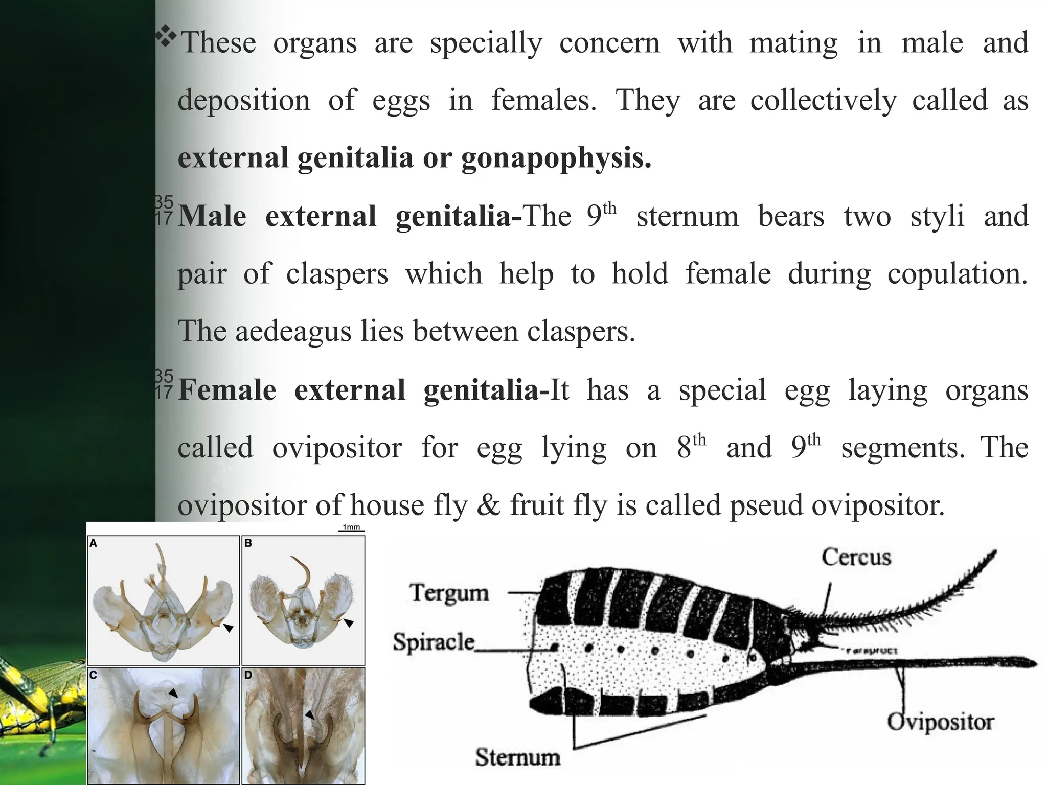 These organs are specially concern with mating in male and
deposition of eggs in females. They are collectively called as
external genitalia or gonapophysis.
Male external genitalia-The 9th
sternum bears two styli and
pair of claspers which help to hold female during copulation.
The aedeagus lies between claspers.
Female external genitalia-It has a special egg laying organs
called ovipositor for egg lying on 8th
and 9th
segments. The
ovipositor of house fly & fruit fly is called pseud ovipositor.
 