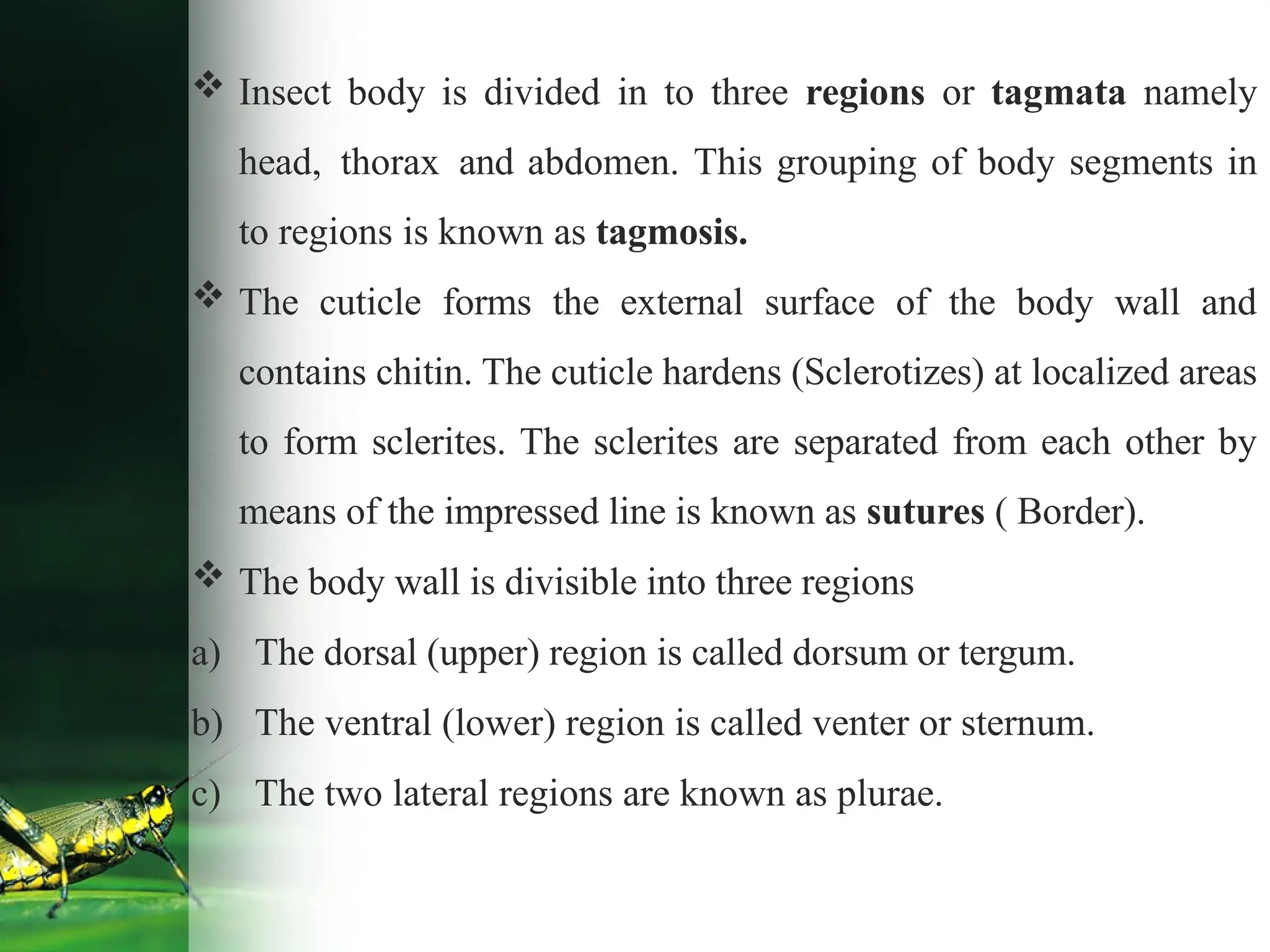  Insect body is divided in to three regions or tagmata namely
head, thorax and abdomen. This grouping of body segments in
to regions is known as tagmosis.
 The cuticle forms the external surface of the body wall and
contains chitin. The cuticle hardens (Sclerotizes) at localized areas
to form sclerites. The sclerites are separated from each other by
means of the impressed line is known as sutures ( Border).
 The body wall is divisible into three regions
a) The dorsal (upper) region is called dorsum or tergum.
b) The ventral (lower) region is called venter or sternum.
c) The two lateral regions are known as plurae.
 