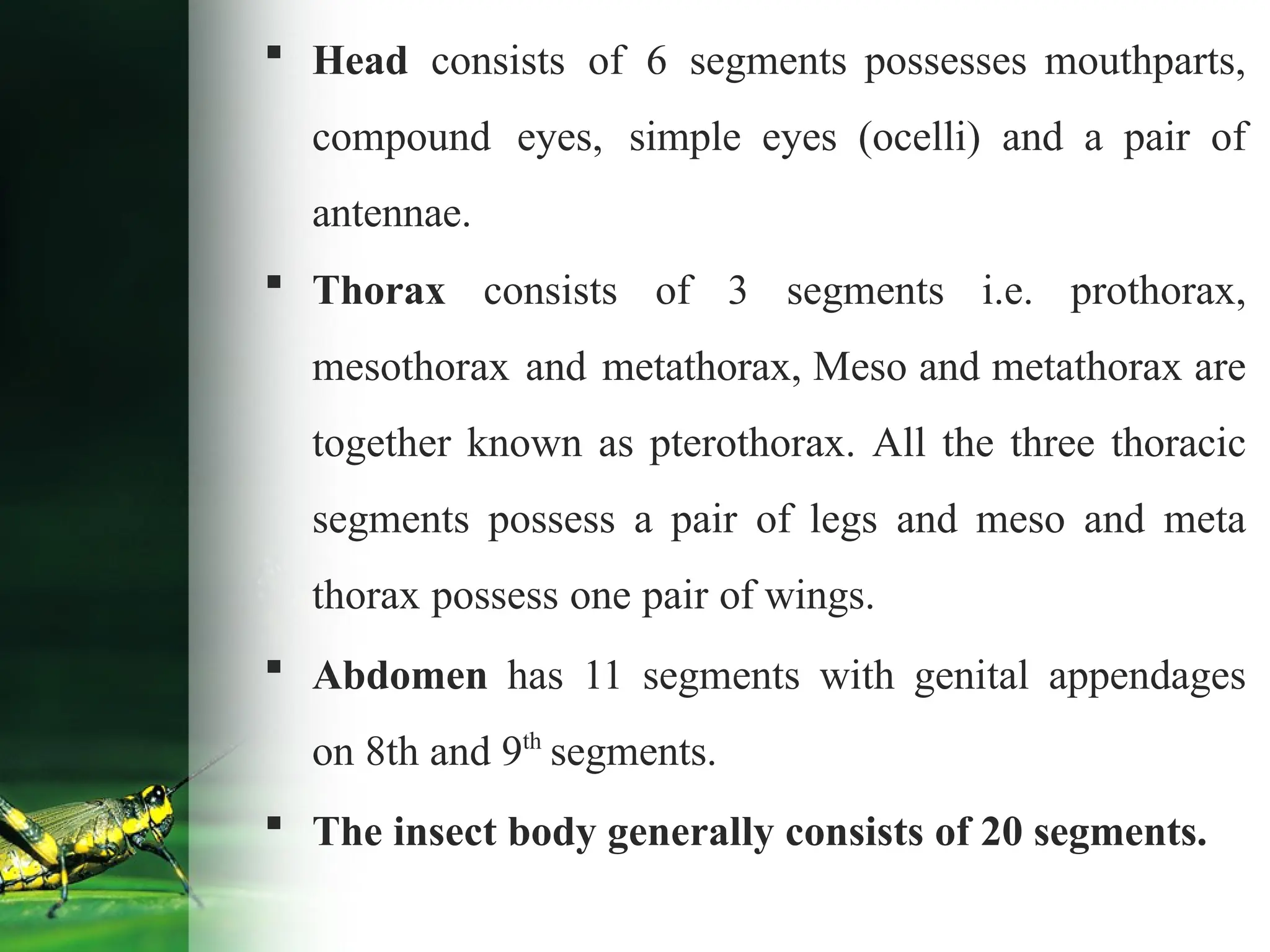  Head consists of 6 segments possesses mouthparts,
compound eyes, simple eyes (ocelli) and a pair of
antennae.
 Thorax consists of 3 segments i.e. prothorax,
mesothorax and metathorax, Meso and metathorax are
together known as pterothorax. All the three thoracic
segments possess a pair of legs and meso and meta
thorax possess one pair of wings.
 Abdomen has 11 segments with genital appendages
on 8th and 9th
segments.
 The insect body generally consists of 20 segments.
 