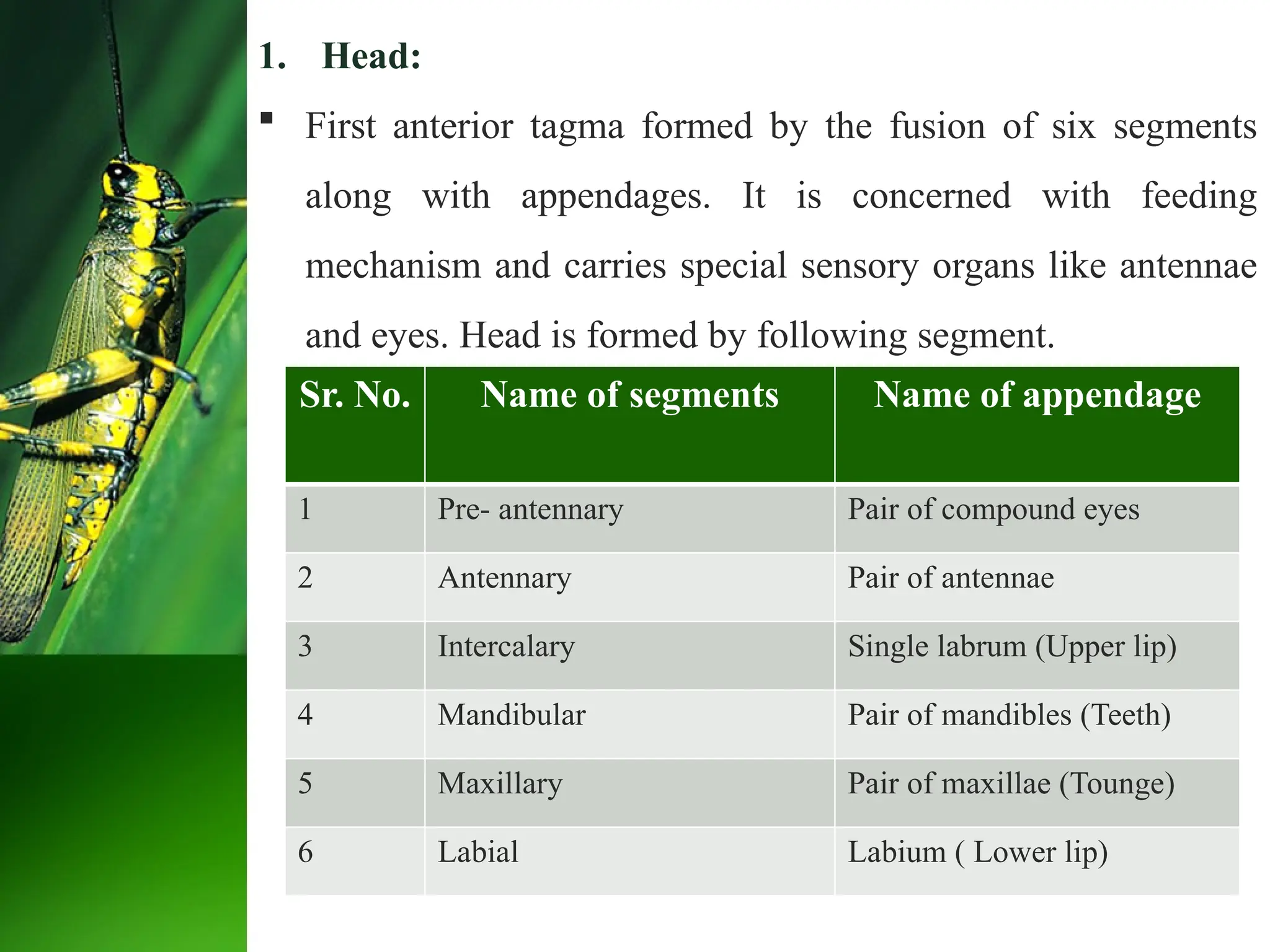 1. Head:
 First anterior tagma formed by the fusion of six segments
along with appendages. It is concerned with feeding
mechanism and carries special sensory organs like antennae
and eyes. Head is formed by following segment.
Sr. No. Name of segments Name of appendage
1 Pre- antennary Pair of compound eyes
2 Antennary Pair of antennae
3 Intercalary Single labrum (Upper lip)
4 Mandibular Pair of mandibles (Teeth)
5 Maxillary Pair of maxillae (Tounge)
6 Labial Labium ( Lower lip)
 