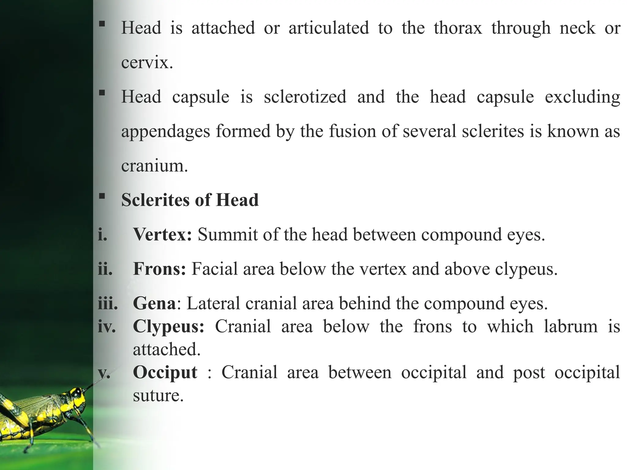  Head is attached or articulated to the thorax through neck or
cervix.
 Head capsule is sclerotized and the head capsule excluding
appendages formed by the fusion of several sclerites is known as
cranium.
 Sclerites of Head
i. Vertex: Summit of the head between compound eyes.
ii. Frons: Facial area below the vertex and above clypeus.
iii. Gena: Lateral cranial area behind the compound eyes.
iv. Clypeus: Cranial area below the frons to which labrum is
attached.
v. Occiput : Cranial area between occipital and post occipital
suture.
 
