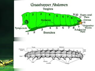 *"The Segmented Blueprint: Unlocking Insect Body Architecture"*.pptx