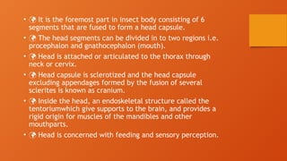 BODY SEGMENTATION OF INSECT.- HEADpptx.pptx