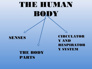 THE HUMAN 
BODY 
SENSES CIRCULATOR 
Y AND 
RESPIRATOR 
Y SYSTEM 
THE BODY 
PARTS 
 