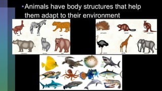 BODY STRUCTURES THAT HELP ANIMALS ADAPT AND SURVIVE .pptx