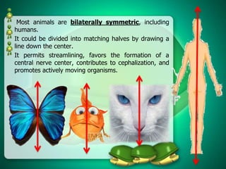 Most animals are bilaterally symmetric, including
humans.
It could be divided into matching halves by drawing a
line down the center.
It permits streamlining, favors the formation of a
central nerve center, contributes to cephalization, and
promotes actively moving organisms.

 
