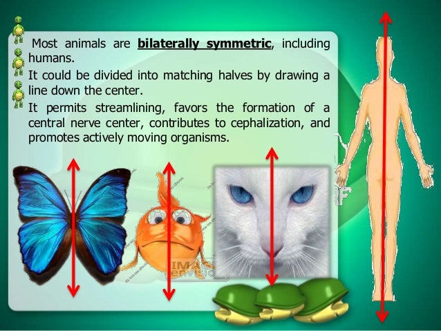 pics Animals Without Bilateral Symmetry body symmetry