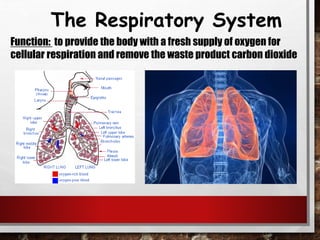 The Respiratory System
Function: to provide the body with a fresh supply of oxygen for
cellular respiration and remove the waste product carbon dioxide
 