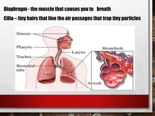 Diaphragm - the muscle that causes you to breath
Cilia – tiny hairs that line the air passages that trap tiny particles
 