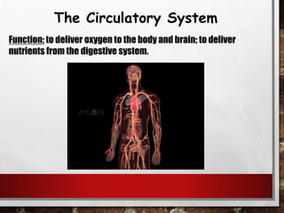 The Circulatory System
Function: to deliver oxygen to the body and brain; to deliver
nutrients from the digestive system.
 