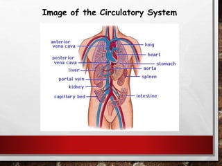 Image of the Circulatory System
 
