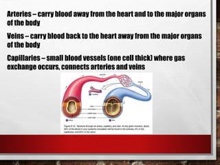 Arteries – carry blood away from the heart and to the major organs
of the body
Veins – carry blood back to the heart away from the major organs
of the body
Capillaries – small blood vessels (one cell thick) where gas
exchange occurs, connects arteries and veins
 