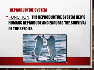 •FUNCTION: THE REPRODUCTIVE SYSTEM HELPS
HUMANS REPRODUCE AND ENSURES THE SURVIVAL
OF THE SPECIES.
REPRODUCTIVE SYSTEM
 