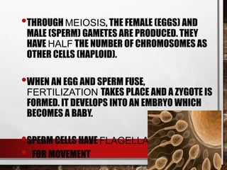 •THROUGH MEIOSIS, THE FEMALE (EGGS) AND
MALE (SPERM) GAMETES ARE PRODUCED. THEY
HAVE HALF THE NUMBER OF CHROMOSOMES AS
OTHER CELLS (HAPLOID).
•WHEN AN EGG AND SPERM FUSE,
FERTILIZATION TAKES PLACE AND A ZYGOTE IS
FORMED. IT DEVELOPS INTO AN EMBRYO WHICH
BECOMES A BABY.
•SPERM CELLS HAVE FLAGELLA
• FOR MOVEMENT
 