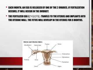• EACH MONTH, AN EGG IS RELEASED BY ONE OF THE 2 OVARIES. IF FERTILIZATION
OCCURS, IT WILL OCCUR IN THE OVIDUCT.
• THE FERTILIZED EGG (ZYGOTE) TRAVELS TO THE UTERUS AND IMPLANTS INTO
THE UTERINE WALL. THE FETUS WILL DEVELOP IN THE UTERUS FOR 9 MONTHS.
 