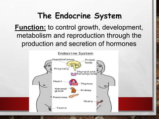 The Endocrine System
Function: to control growth, development,
metabolism and reproduction through the
production and secretion of hormones
 