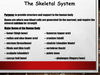 The Skeletal System
Purpose: to provide structure and support to the human body
Bones are where new blood cells are generated (in the marrow), and require the
mineral calcium for strength
Major Bones of the Human Body
-- femur (thigh bone) -- humerus (upper arm)
-- radius and ulna (lower arm) -- cranium (skull)
-- sternum (breastbone) -- clavicle (shoulder blade)
-- fibula and tibia (calf) -- vertebrae (back)
-- scalpula (shoulder) -- pelvic bone
-- coccyx (tail bone) -- phalanges (fingers/toes)
 